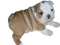 Bulldog PNG