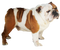 Bulldog Transparent