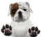 Bulldog