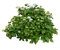 Bushes Free Download PNG