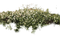 Bushes Free PNG Image