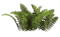 Bushes PNG Clipart