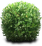 Bushes PNG HD