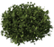 Bushes PNG Image