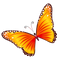 Butterfly PNG 5