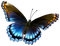 Butterfly PNG 6