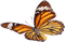 Butterfly PNG 7