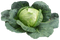 Cabbage Free Download PNG