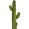 Cactus PNG 10