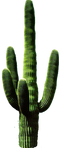 Cactus PNG 11