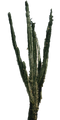 Cactus PNG 2