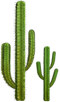 Cactus PNG 5