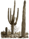 Cactus PNG 8