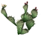 Cactus PNG 9