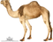 Camel PNG 3