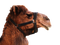 Camel PNG 5