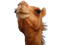 Camel PNG 8