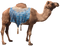 Camel PNG 9