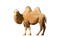 Camel PNG