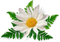 Camomile Free Download PNG