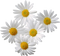 Camomile PNG Clipart