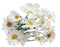 Camomile PNG Image