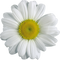 Camomile PNG