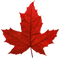 Canada Leaf PNG File