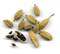 Cardamom PNG HD Image