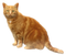 Cat PNG 11