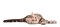 Cat PNG 12