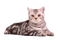 Cat PNG 13