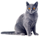 Cat PNG 14