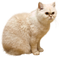 Cat PNG 15