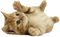 Cat PNG 2