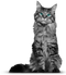 Cat PNG 3