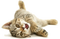 Cat PNG 4