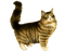 Cat PNG 5