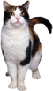 Cat PNG 7