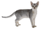 Cat PNG 8