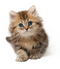 Cat PNG 9