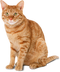 Cat PNG