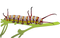 Caterpillar Free PNG Image