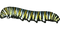 Caterpillar PNG Picture