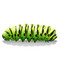 Caterpillar Transparent