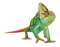 Chameleon PNG HD Image