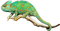 Chameleon PNG High Quality Image