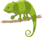 Chameleon PNG Photo