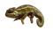 Chameleon PNG Pic