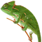 Chameleon Reptile PNG Pic